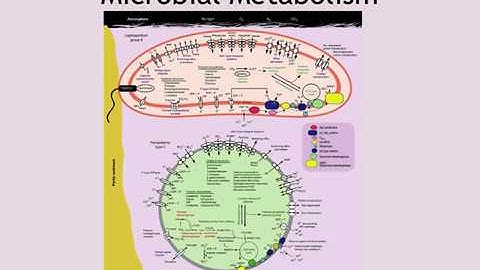 Microbial Metabolism Lecture Part 1
