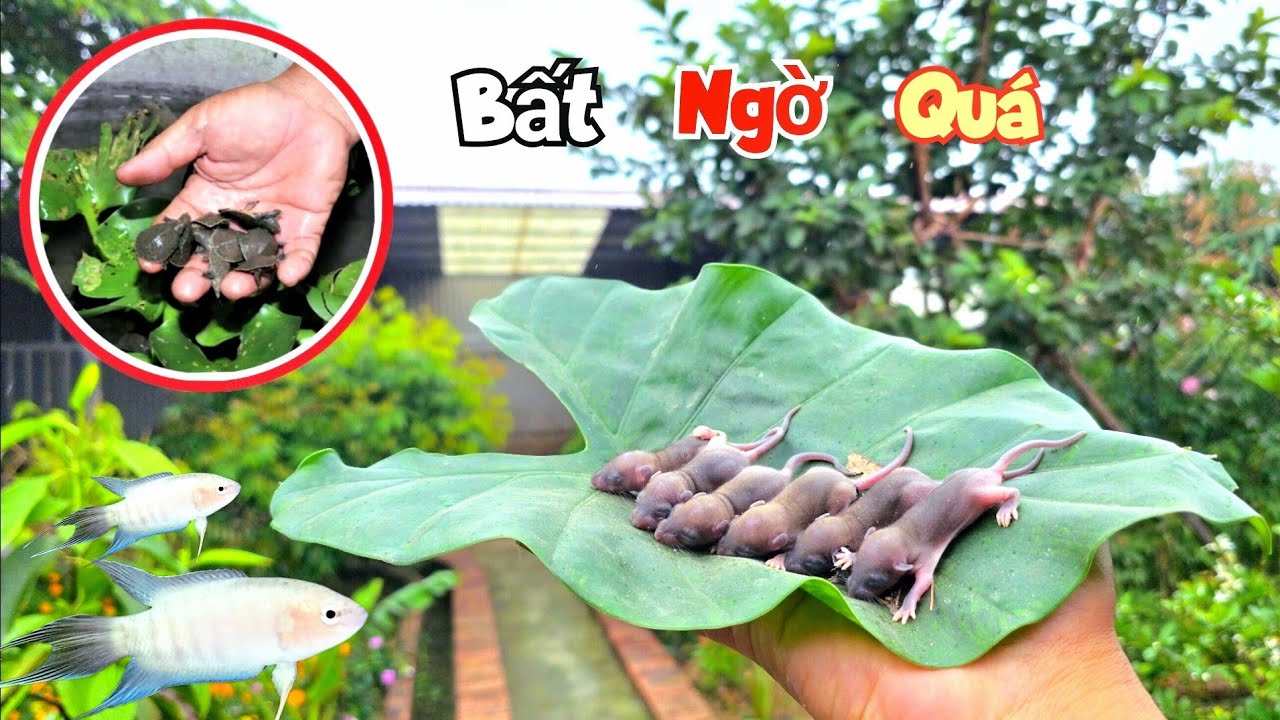 Thăm Tổ Chim Sáo Tự Nhiên Sinh Sản Và Giật Mình Phát Hiện - Baba Ăn Cá Cờ Bạch Tạng / Quế Nghịch