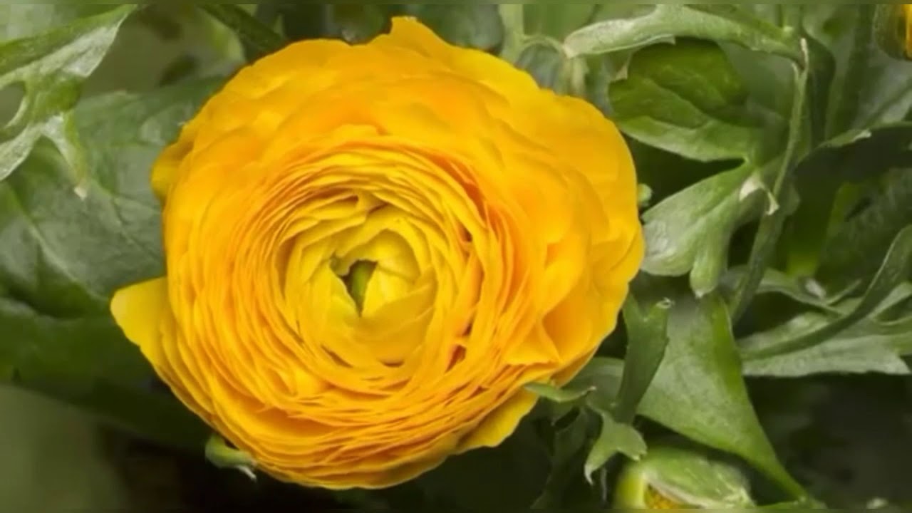 FLOWER BLOOMING REVERSE VIDEO YouTube