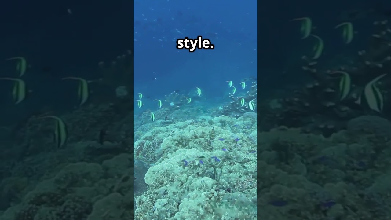 🎭✨ The Mysterious Moorish Idol – Ocean’s Iconic Beauty!