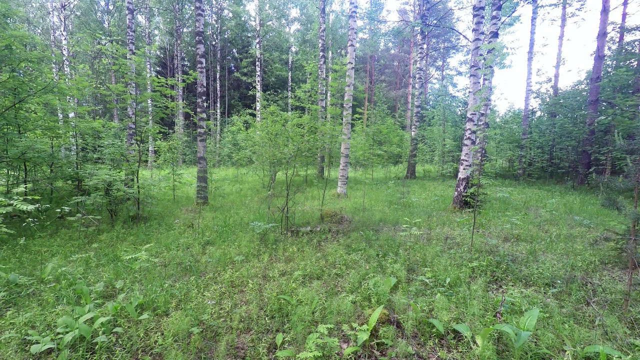 4K Birds singing in Nordic Forest  -  Sound Therapy