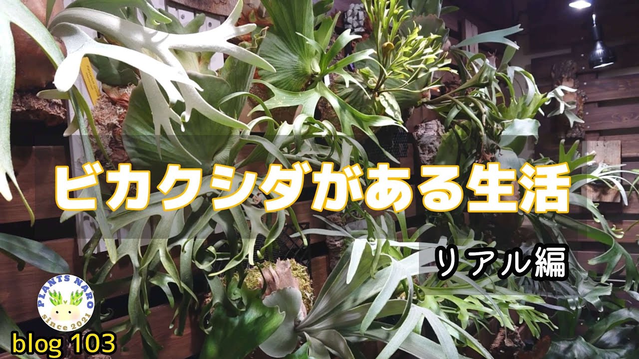 BIKAKUSHOP】ビカクシダ・リドレイ・ワイルド （BIKAKUSHOP 