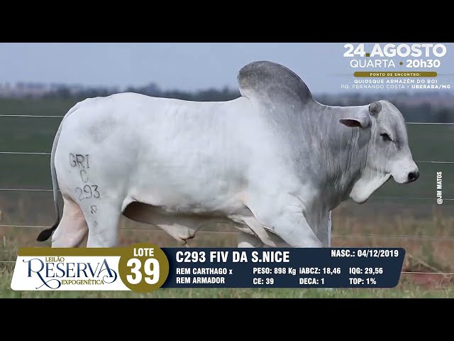 LOTE 39 GRI C293