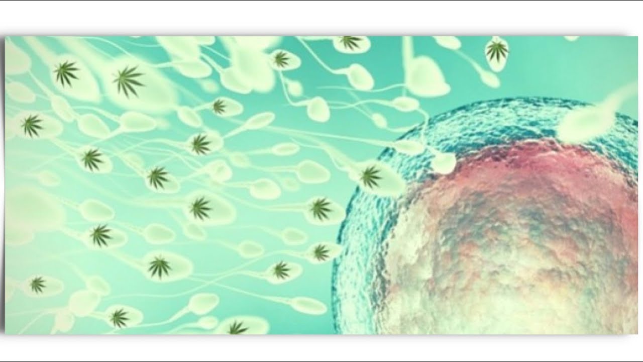 sydney schneider How would life be without cannabinoids?