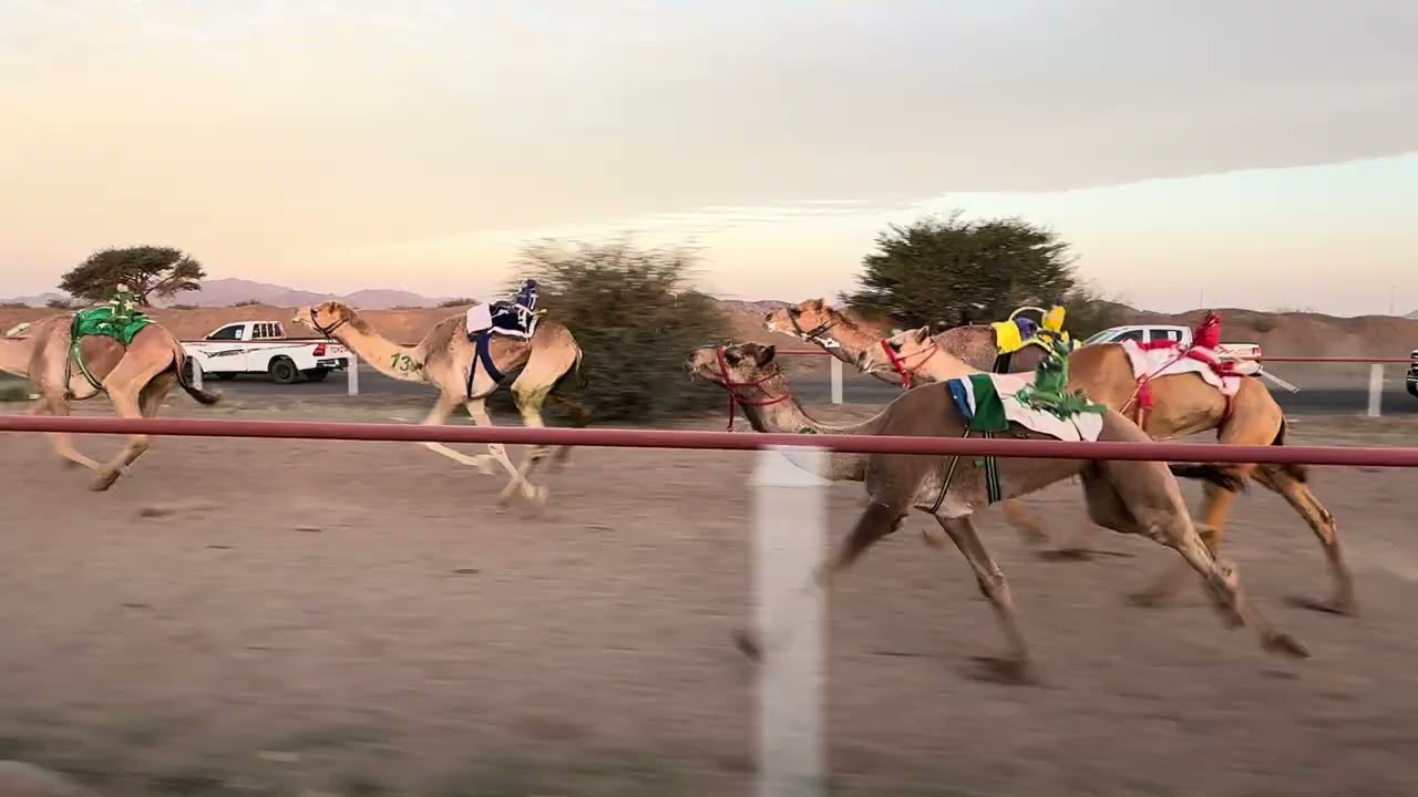 سباق الميادين 6 شوط 2 قعدان لقايا  4ك مساح لـ مازن احمد الشريف 