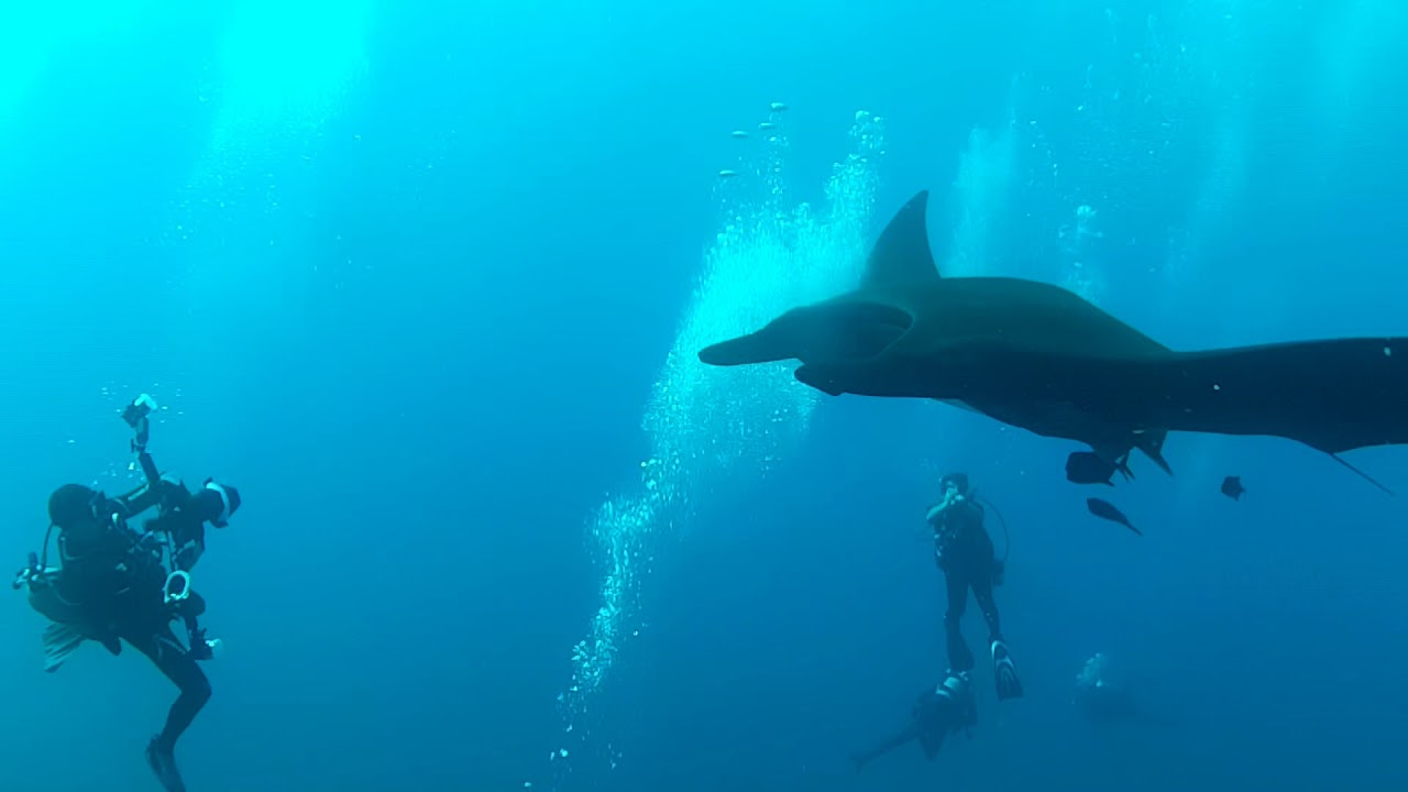 Socorro Diving 2019 Nautilus Undersea YouTube