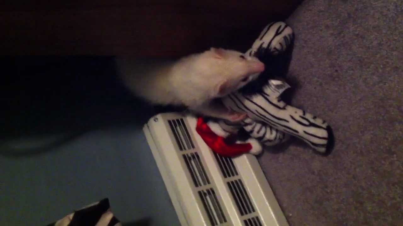 Ferret stealing stuffed animal YouTube