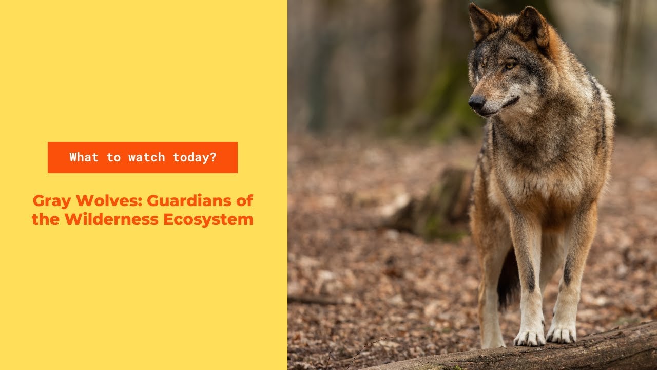 Gray Wolves: Guardians of the Wilderness Ecosystem - Animal Dictionary 2024