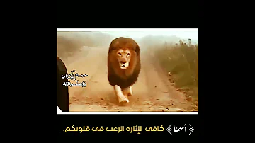 هيبة الأسد اسمنا كافي ستوريات اسود حالات واتس اب شيلات جمل معبرة 
