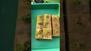 Tiny Seeds, BIG Harvest! How to Grow Celery &amp; Kangkung 🥬 #Shorts