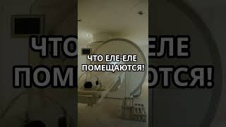 🐹 Почему животных заворачивают? #животные #шортс