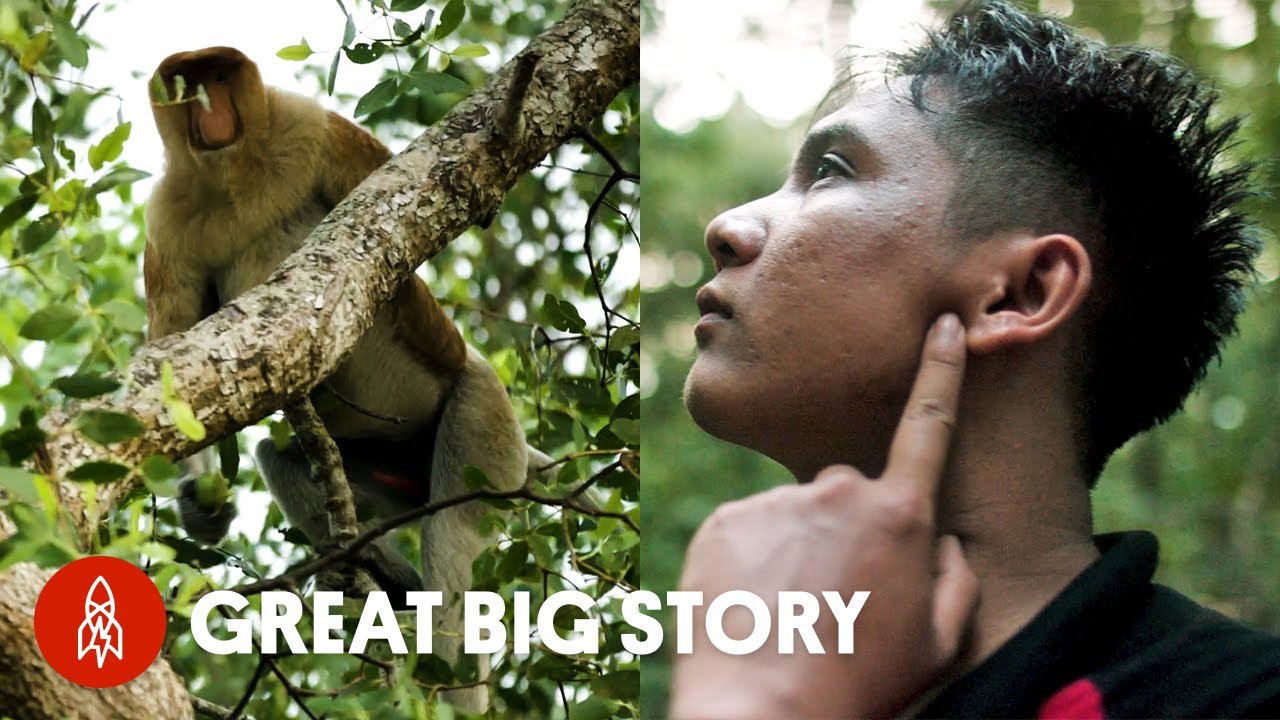 Eavesdropping on Orangutans