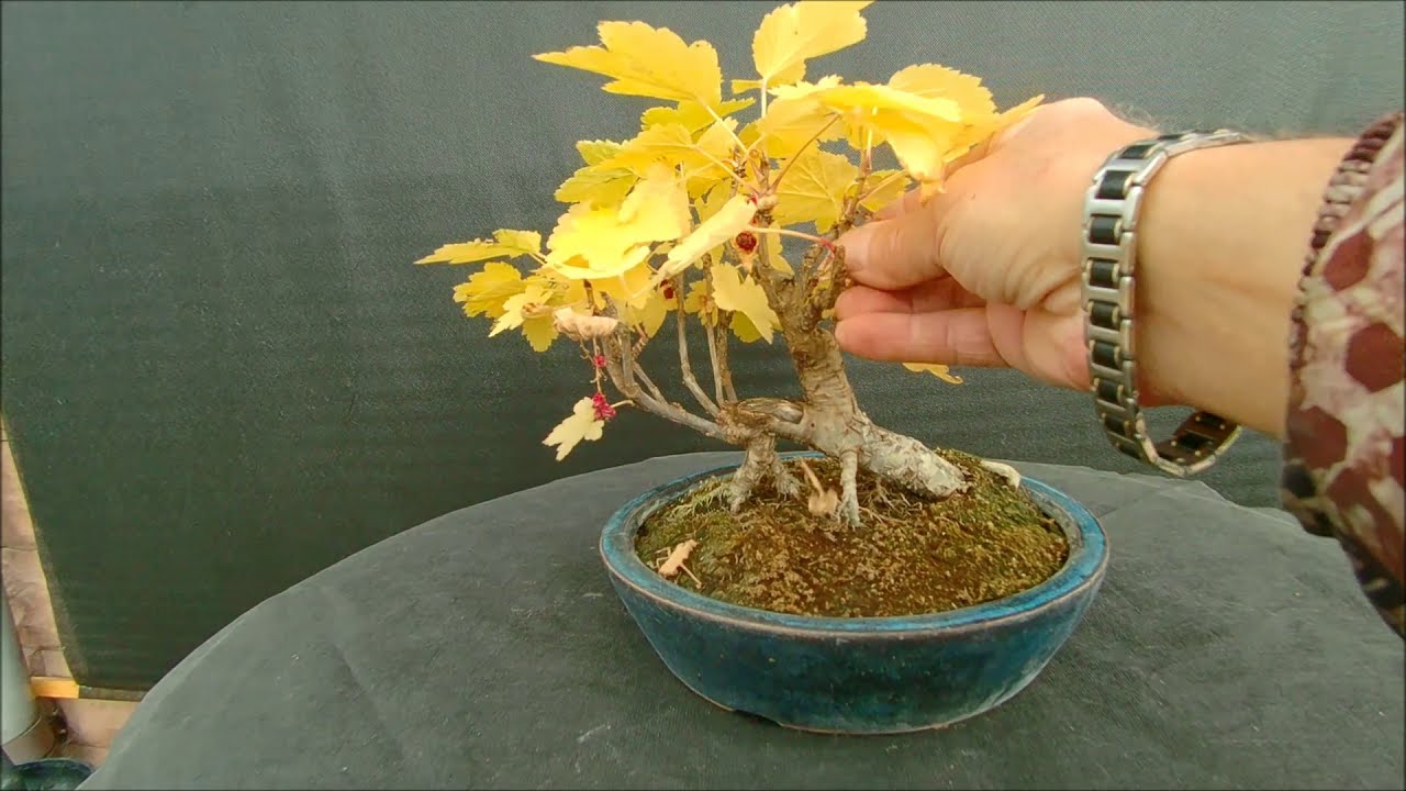 Краски осени 2020 бонсай на улице смородина  красная  Ribes rubrum 2020год