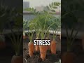 Discover urban farming's sweet secret! #UrbanFarming #SweetCarrots #CityLife