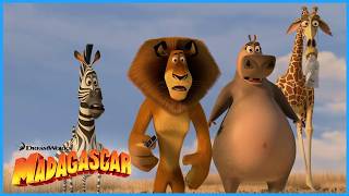 Alex Reunites with His Family! 🦁 | DreamWorks Madagascar