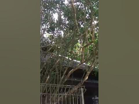 Pohon Dewa Daru Gunung Kawi - YouTube