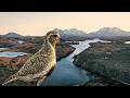 The Wild Bird Sanctuary of Northern Norway
