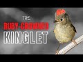 Ruby-crowned Kinglet | Tiny Bird with a Big Song