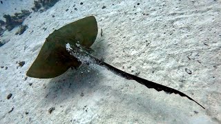 A devil ray spotted in the Red Sea