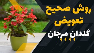 تعویض گلدان افوربیا میل