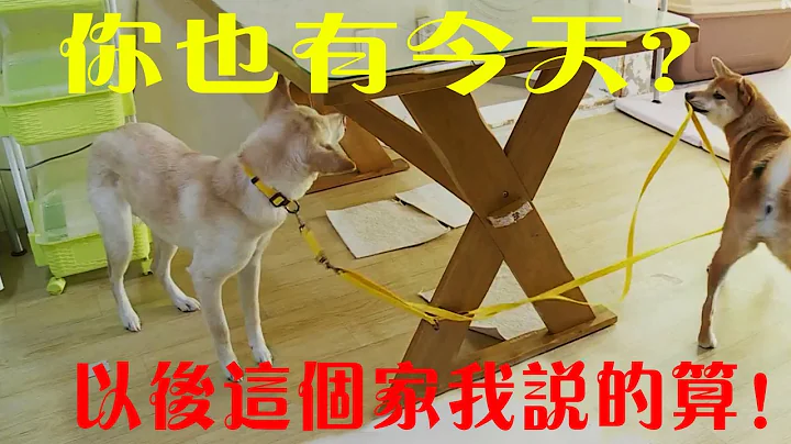 心机柴犬整日想着当老大，被人揭穿后一点也不藏着掖着了！ - 天天要闻