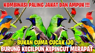 Jahat Tapi Ampuh !! Suara Pikat Cucak Ijo Ribut Kombinasi Burcil Cocok Untuk Mikat Di Hutan