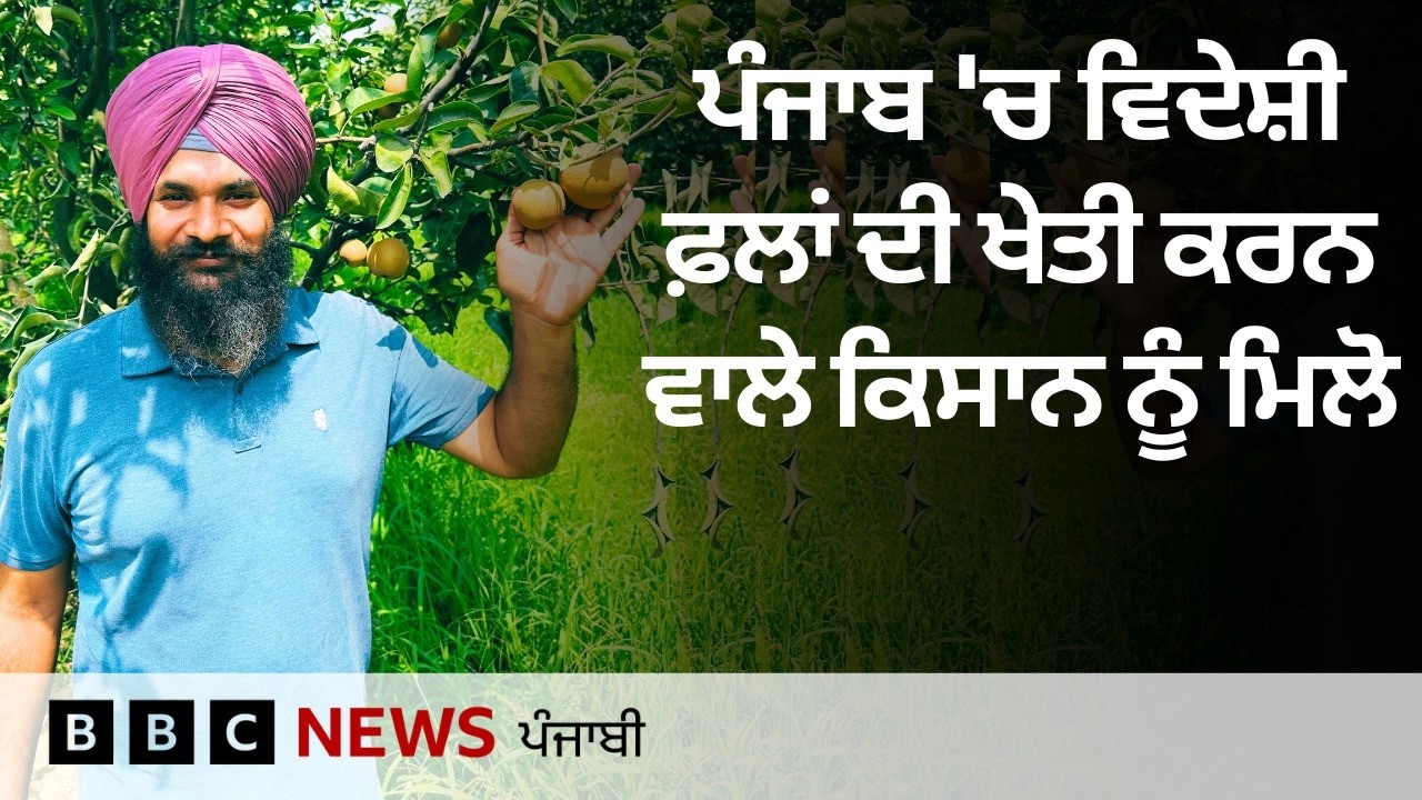 Punjab ਦੇ Malerkotla ਵਿੱਚ Avocado ਸਮੇਤ ਵਿਦੇਸ਼ੀ ਫ਼ਲਾਂ ਦੀ ਖੇਤੀ ਕਰਨ ਵਾਲਾ ਕਿਸਾਨ | 𝐁𝐁𝐂 𝐏𝐔𝐍𝐉𝐀𝐁𝐈