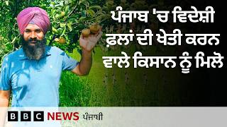 Punjab ਦ Malerkotla ਵਚ Avocado ਸਮਤ ਵਦਸ ਫਲ ਦ ਖਤ ਕਰਨ ਵਲ ਕਸਨ 𝐁𝐁𝐂 𝐏𝐔𝐍𝐉𝐀𝐁𝐈