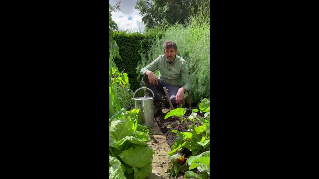Adam Frost's veg to sow in August  