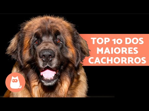 Vídeo: Top 10 maiores raças de cães