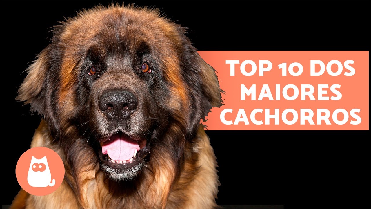 10 raças de Cachorros Grandes e Gigantes