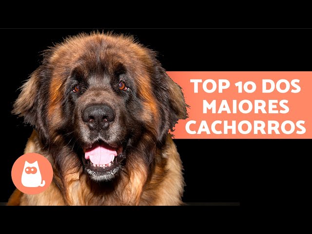 Os maiores cachorros do mundo: conheça as raças - Veterinária Pet