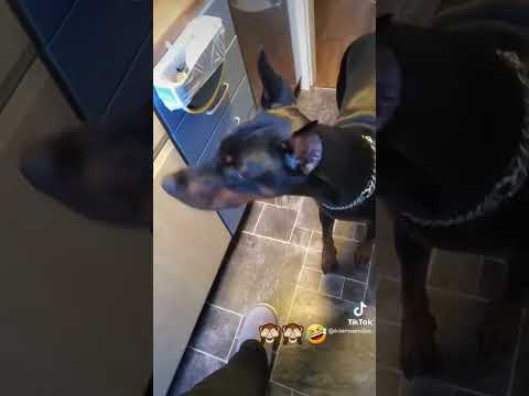 hunger Dobermann Cloe