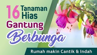 16 Tanaman Hias Gantung Berbunga Rumah Makin Cantik Dan Indah
