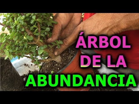 Vídeo: Cultivo de Germander - Como Usar Plantas de Ervas Germander