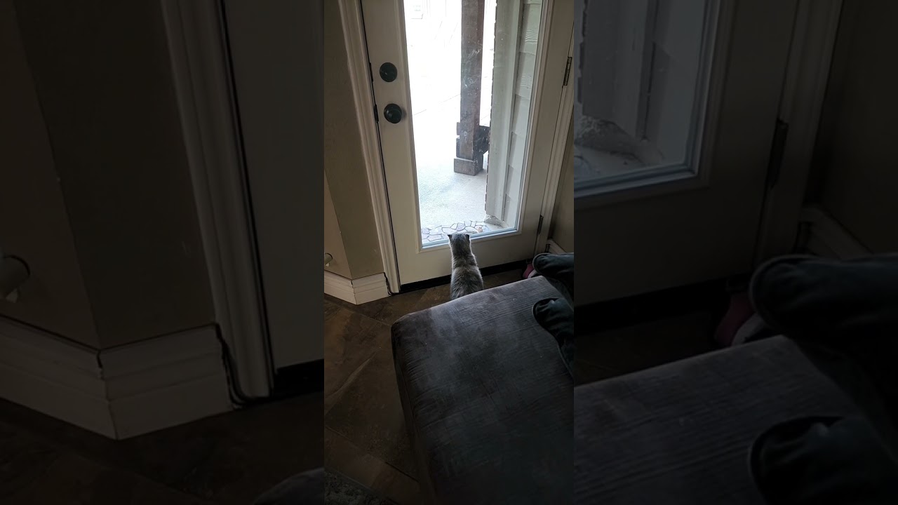 Mew has encountered a tiny bunny :3