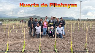 Huerta NUEVA de PITAHAYAS | 4 mil plantas por hectárea | Selección del material vegetativo👇