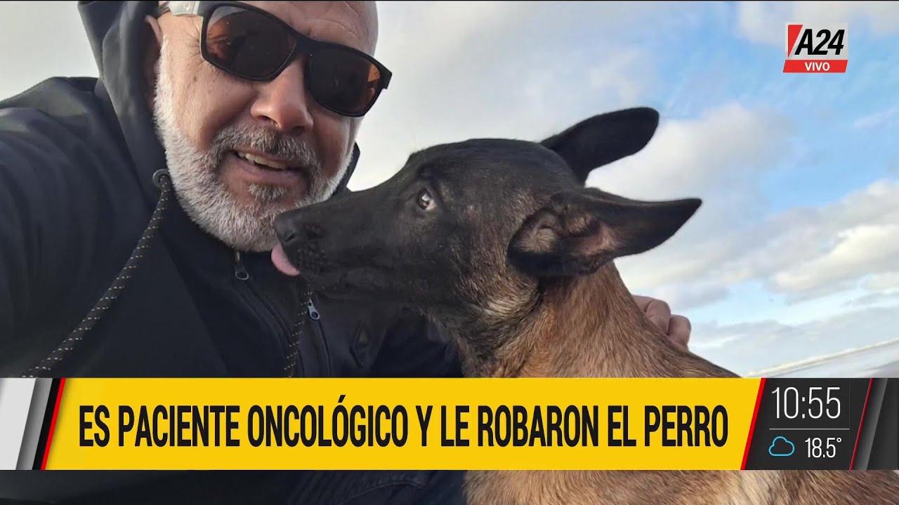 Tiene cáncer, le robaron a su perro terapéutico y lo busca desesperadamente: Bravo es como mi hijo