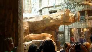 MGM Lions | Las Vegas | Feb 2011