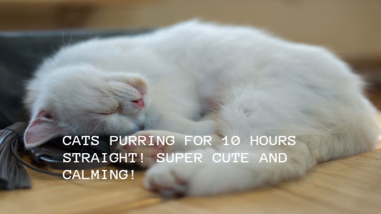 CATS PURRING FOR 10 HOURS STRAIGHT! SUPER CUTE AND CALMING! YouTube