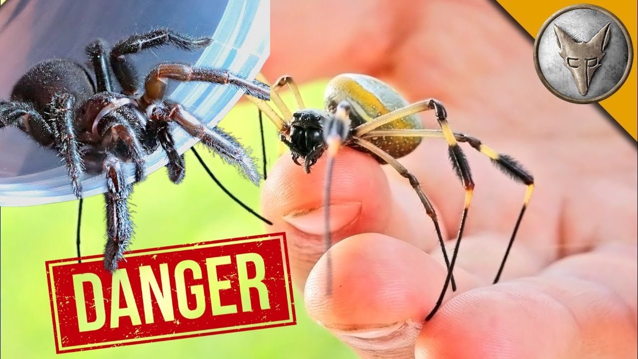 СМЪРТОНОСЕН ПАЯК 😱 Ще ме ухапе ли?! | Brave Wilderness Български