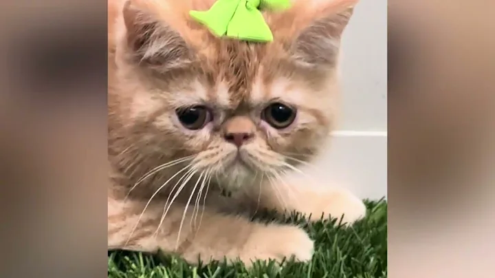 Watch the video about Leo - Exotic Short Hair Kitten for Sale in Dallas, Texas