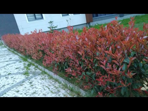 Video: Ateş Çalısını Çit Olarak Budama – Ateş Çalısı Bitkilerinden Çit Yetiştirme
