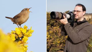 How to Photograph Singing Wrens - Canon 1DX & 400mm f/5.6 Lens