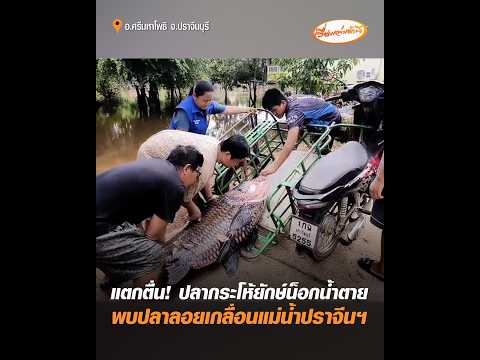 Panic! Giant Siamese Carp Die from Water Shock, Masses of Dead Fish Found Floating in Prachin Bur...