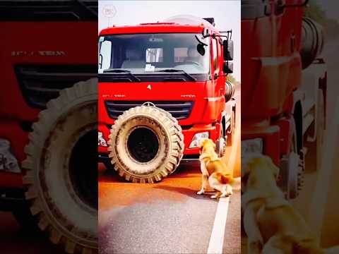 Truck Driver Saves a Dog 😍💖 #shorts #dog #youtubeshorts #cute #dogshorts #animals #viralvideo #viral