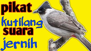 pikat kutilang suara jernih anti zonx