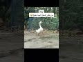 رجلي توجعني يايمه 