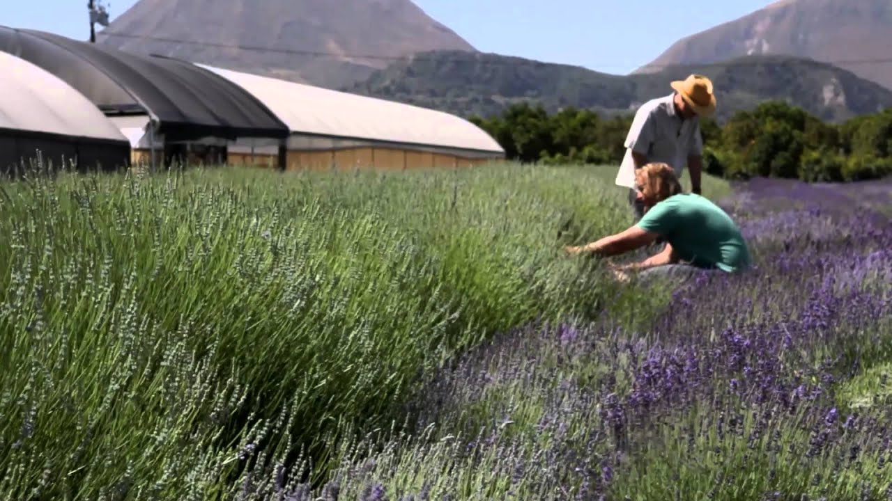California S Small Farms Kenter Canyon Farms Youtube