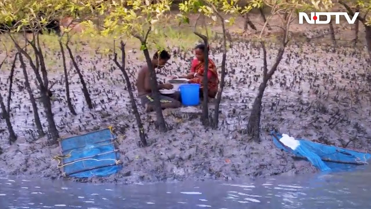 World Environment Day Special: A Documentary From Sundarbans